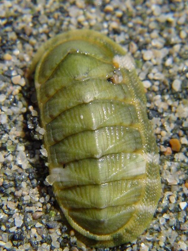 Chiton